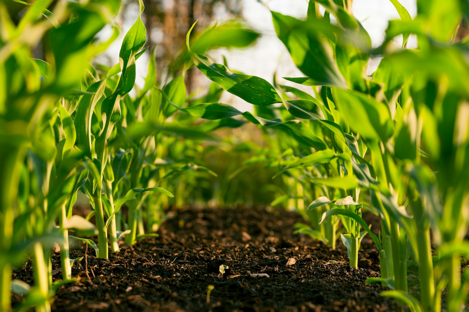 See the Land Before You Invest